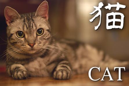 猫 まん丸オメメ